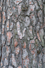 trunk of an old pine tree as a natural background