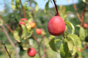 Nectarine in a tree