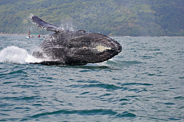 Humpback whale falling back in water after breaching in Costs Rica © Claude Huot
