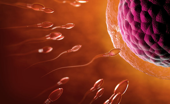 3d illustration of transparent sperm cells swimming towards egg cell