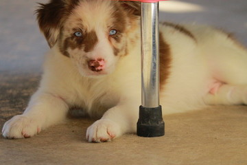 Chiot