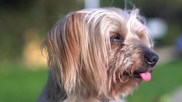Dog portrait blurred background Yorkshire Terrier doggie. Handheld Footage casual warm colors. dog looking at the camera