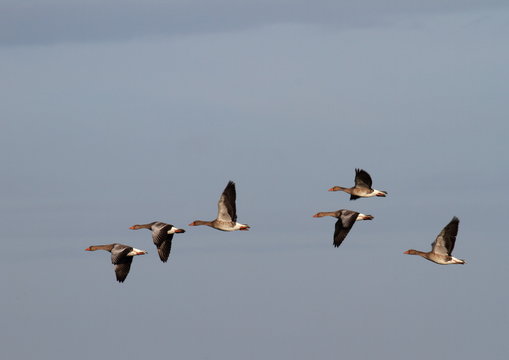 fliegende Wildg&auml;nse
