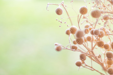 dried grass decoration object background.