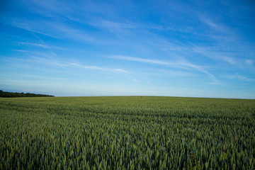 Peaceful field 