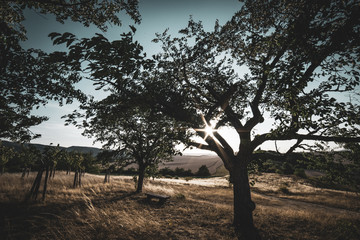 Strahlende Sonne im Wald zur Sommerzeit
