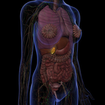 Gallbladder and Abdomen of Female Internal Anatomy