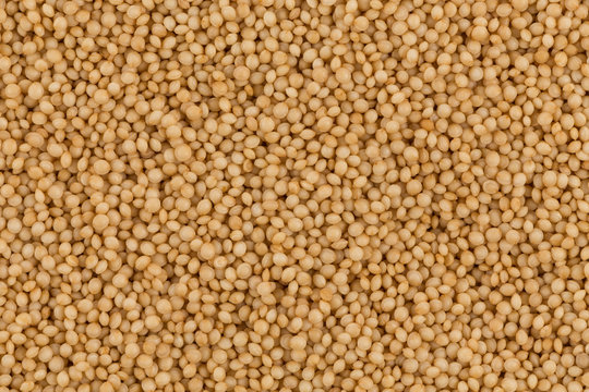 Amaranth Grain Closeup