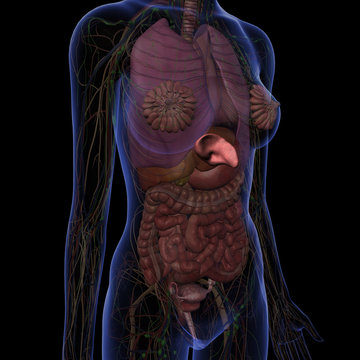 Spleen, Chest and Abdomen Internal Anatomy
