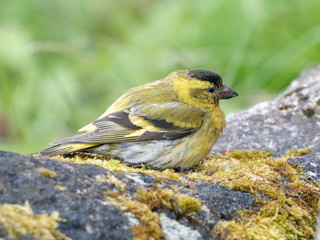Eurasian Siskin