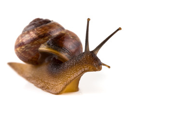 Garden snail ,isolated on white