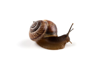 Garden snail ,isolated on white
