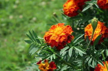 Marigold flower