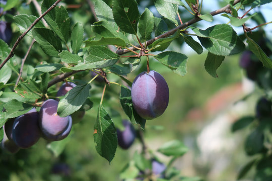 Ripe plums on a tree branch
