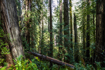 Redwood Nationalpark Pflanzenwelt