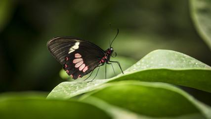 Obraz na płótnie Canvas transandean cattleheart swallowtail butterfly