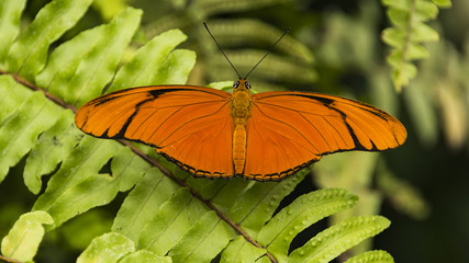 Julia Heliconian (Dryas iulia) butterfly