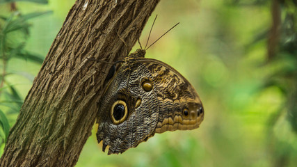 Saturnis pyri Butterfly on a trunk