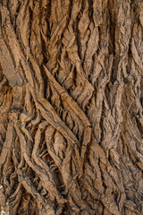 Zig Zag Bark