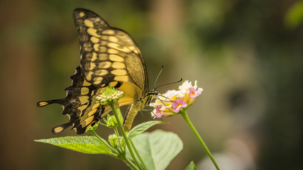 King Swallowtail Butterfly