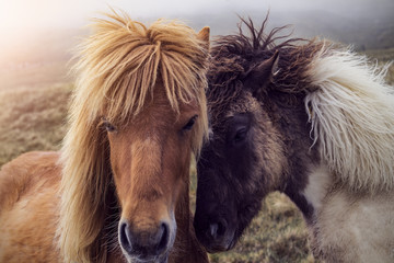 Two Faroese Horses