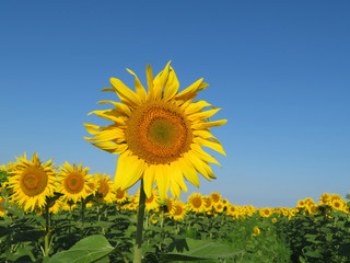 Sunflowers field and clear blue sky. Summer rural landscape with blooming sunflower in sunny day