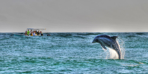 Boating with Dolphins near St Andrews St Park, Panama CIty Beach, FL