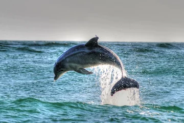 Tischdecke Delfin in St. Andrews St Park, Panama City Beach, Fl © Paul