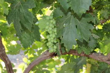 Uva, Fruta, Enredaderas
