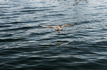 Seem&ouml;we in Bar Harbour, Acadia National Park, Bundesstaat Maine, USA, Vereinigte Staaten, Nordamerika