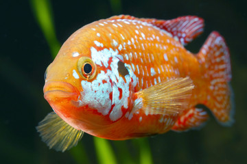 The African jewelfish (Hemichromis bimaculatus) In Aquarium