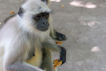 Gray Langur (Hanuman monkey) running free and being feed nan bread by the locals in India in the dappled shade. Here is a female and a young male in the background