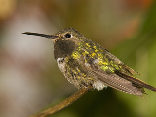 Fototapeta na wymiar Hummingbird, Florida