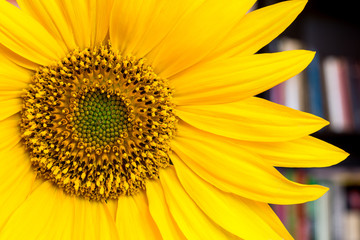 Sunflower bloom close-up