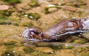Short Clawed Asian Otter (Aonyx cinereus) swiming in a shallow lake, with nice shadows and natural rock background.