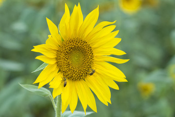 bees on a sunflower