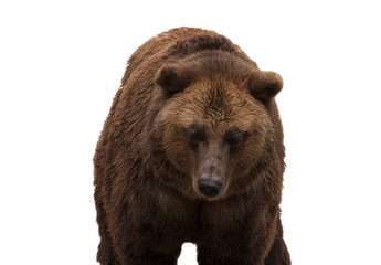 Eurasian brown bear
