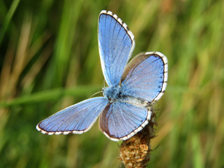 Common Blue (Polyommatus icarus) butterfly sitting on a plant, close-up, summer meadow