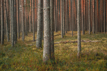Pine forest in summer