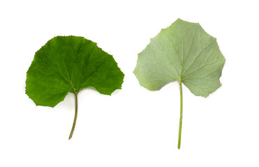 Leaves coltsfoot ( Tussilago farfara ) top and underside on white background. Other names: tash plant, coughwort, farfara, foalswort, ass's foot, horse foot. Top view, flat lay