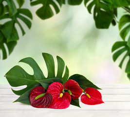 Bouquet of tropical red flowers as heart and leaves Anthurium (tailflower, flamingo flower, laceleaf) and leaves monstera on white wooden table on summer blur natural background with space for text