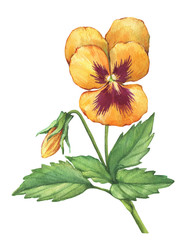 Illustration of the orange garden Viola flower (Violet, pansy, heartsease, kiss-me-quick, love-in-idleness, stepmother, flammola, Amnon). Hand drawn watercolor painting on white background.
