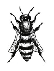 Hand drawn fly beetle illustration background 