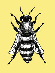 Hand drawn fly beetle illustration background 