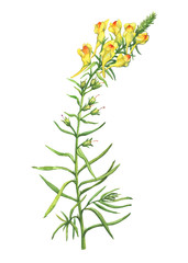Fototapeta na wymiar Branch with yellow flowers of plant Linaria vulgaris (also known as toadflax, butter-and-eggs, dragon flower or snapdragon). Watercolor hand drawn painting illustration isolated on a white background.
