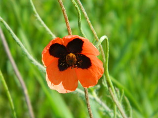 photo of poppy flower on green grass background