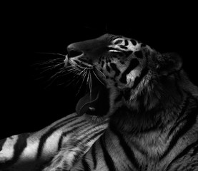 Angry growling tiger black and white