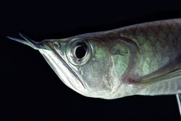 ブラックアロワナのアップ