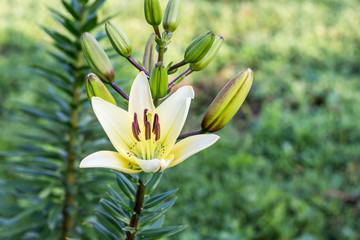 Flower of a white lily in the garden among the greenery_