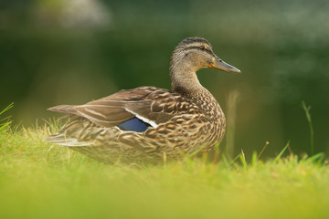 Duck in Grass no people